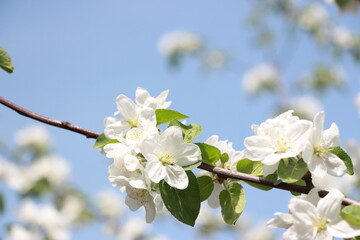 beautiful apple tree flowers