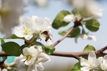 bee and beautiful apple tree flowers