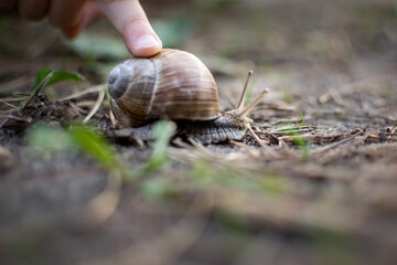 a snail crawls on the ground, sticking out its horns and is touched by a small child's finger