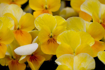 yellow flowers