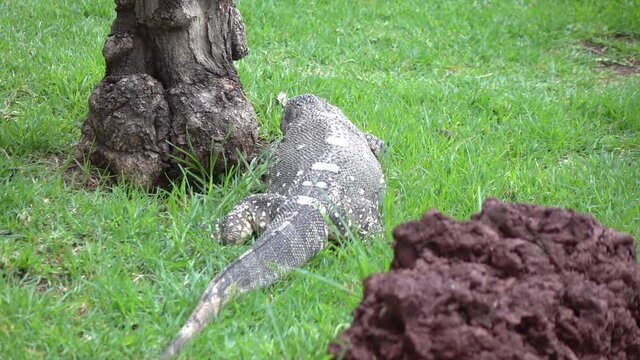 Large wild iguana in slow motion 60fps