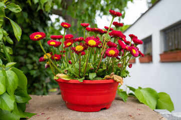 A flower pot with a bunch of red daisy flowers