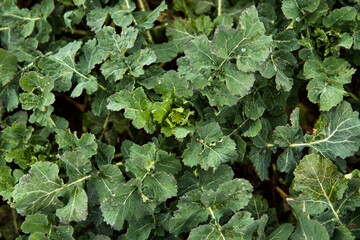 Close up of winter rape plants on a spring field. Agriculture, cultivating.