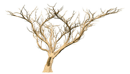 Fototapeta premium 3D Rendering Acacia Tree on White