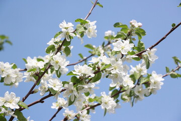 a blooming apple tree against a blue sky macro