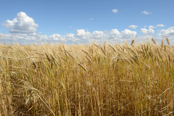 Campo de cebada en verano