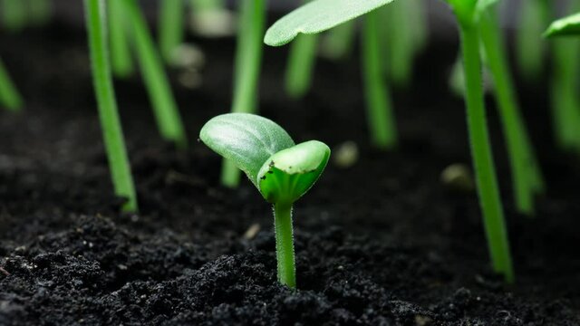Time lapse of vegetable seeds growing or sprouting from the ground, newborn Cucumber plant in greenhouse agriculture, Natural concept, Alone Plant, Clean and eco-friendly