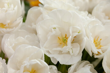 Fototapeta na wymiar White (cream-colored) flowers close up