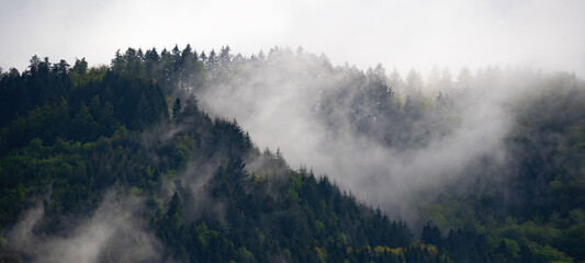 Black forest background banner - Moody forest landscape panorama with fog mist and fir trees in the...