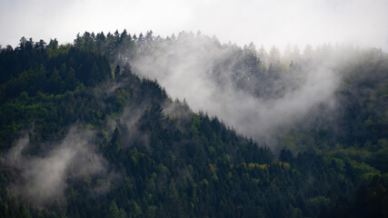Black forest background banner - Moody forest landscape panorama with fog mist and fir trees in the foggy morning dawn