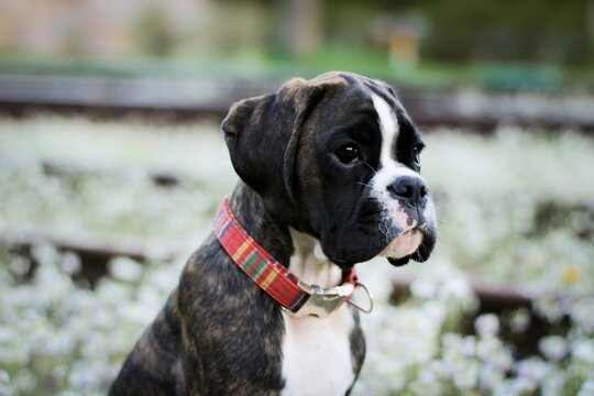 Beautiful dark brindle boxer puppy with white flowers
