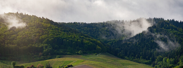 Black forest background banner - Moody forest landscape panorama with fog mist and fir trees and vineyards in the foggy morning in Offenburg, Zell-Weierbach, Ortenau