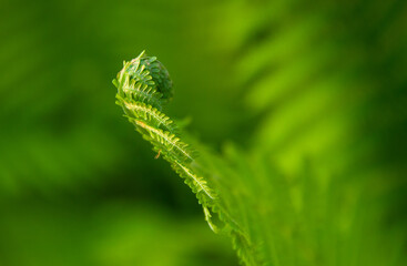 green unblown fern leaf against blurred greenery background