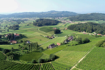 Fototapeta premium vineyard