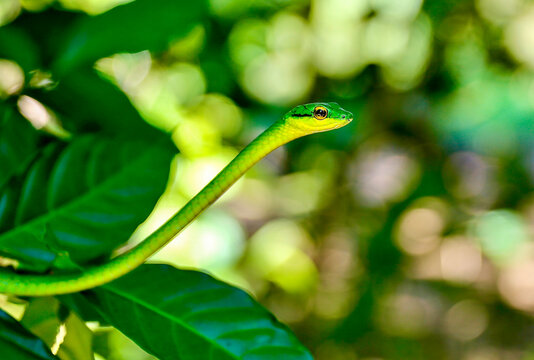 green tree python