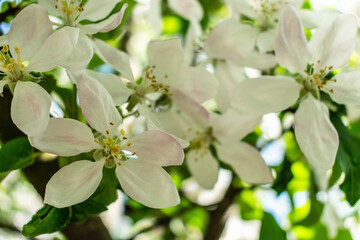 
Apple blossom in spring on a white background.Background of a blossoming apple tree.