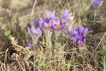 Altai snowdrops, purple blossoming flowers, first spring blooms. Natural blue pasque flower close up