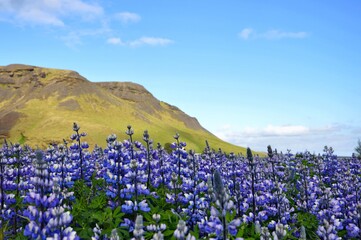 Islandia, góry, kwiaty - obrazy, fototapety, plakaty