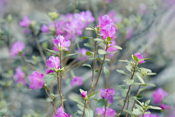 Altai flowers maralnik or bagulnik, first spring blooms. Natural plant close up in nature.