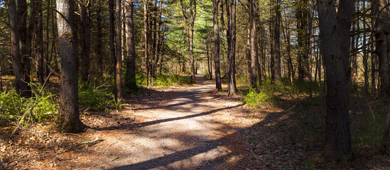 Fototapeta premium path in the forest