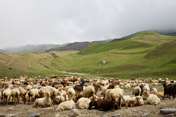 Sheep herd 