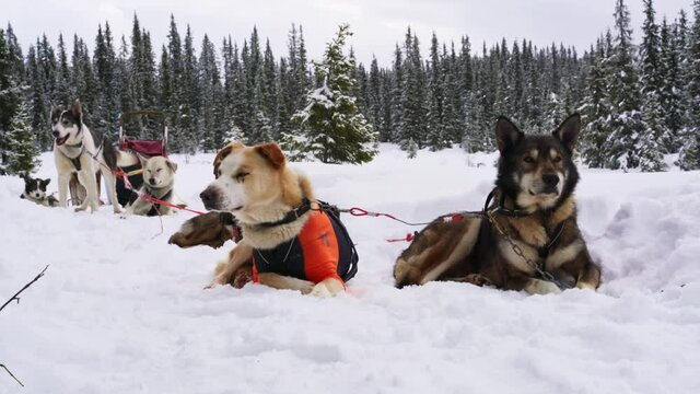 Alaskan husky sled dogs resting on the trail in a white snowy wild forest.