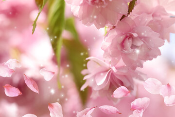 Beautiful pink sakura blossom and flying petals, closeup