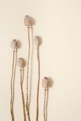 Minimal natural layout with dry poppy. Floral visuals with shadows, pastel monochrome color