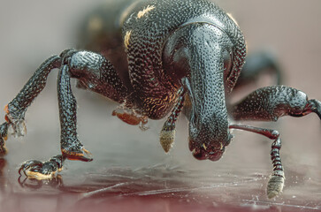 Rüsselkäfer mit Untermieter 