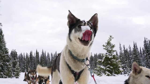 Alaskan husky sled dogs resting on the trail in a white snowy wild forest.