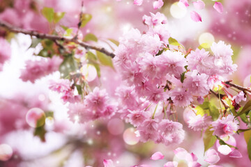 Beautiful blossoming sakura outdoors on spring day, closeup