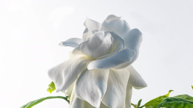 Timelapse of beautiful white gardenia jasmine flower blooming on white background. 4k video. Valentines day, mother's day, spring, holiday, Love, birthday, easter concept.