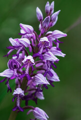 Hungarian Orchid