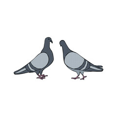 Two pigeons - hand drawn vector illustration isolated on white. Flat color design.