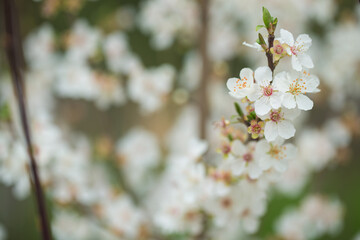 Tree in blossom