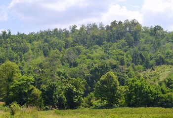 Fototapeta premium landscape with trees and sky