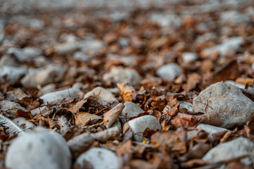 Natural background of stones among dry leaves