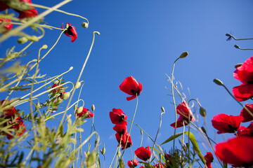 Poppy field