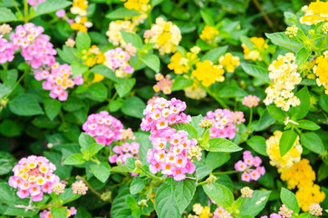 Beautiful flowers in the garden for background