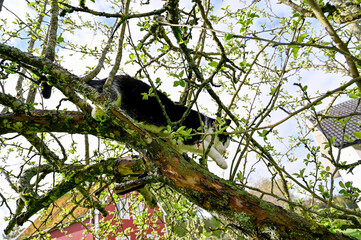 black and white cat climbing in apple tree