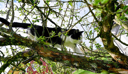 black and white cat climbing in apple tree