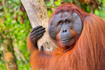 Orangutan, Pongo pygmaeus, Tanjung Puting National Park, Borneo, Indonesia
