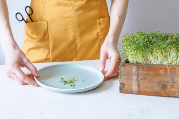 Coriander sprouts on a plate. woman preparing healthy food at home. High quality photo