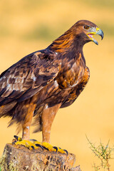 Golden Eagle, Aquila chrysaetos, Mediterranean Forest, Castile and Leon, Spain, Europe