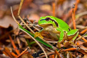 European Tree Frog, Hyla arborea, Sierra de Guadarrama National Park, Segovia, Castile and Leon, Spain, Europe.