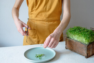 Female hands cut coriander with scissors micro greens growing at home. Raw sprouts, healthy eating concept. High quality photo