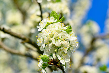 plum tree with white flowers in may