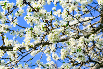 plum tree with white flowers in may