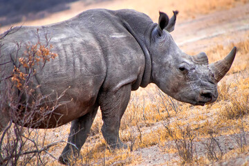 White Rhinoceros, Ceratotherium simum, Square-lipped Rhinoceros, Khama Rhino Sanctuary, Botswana,...