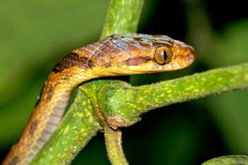 Mapepire Corde Violon, Blunthead Tree Snake, Imantodes cenchoa, Tropical Rainforest, Corcovado National Park, Osa Conservation Area, Osa Peninsula, Costa Rica, Central America, America